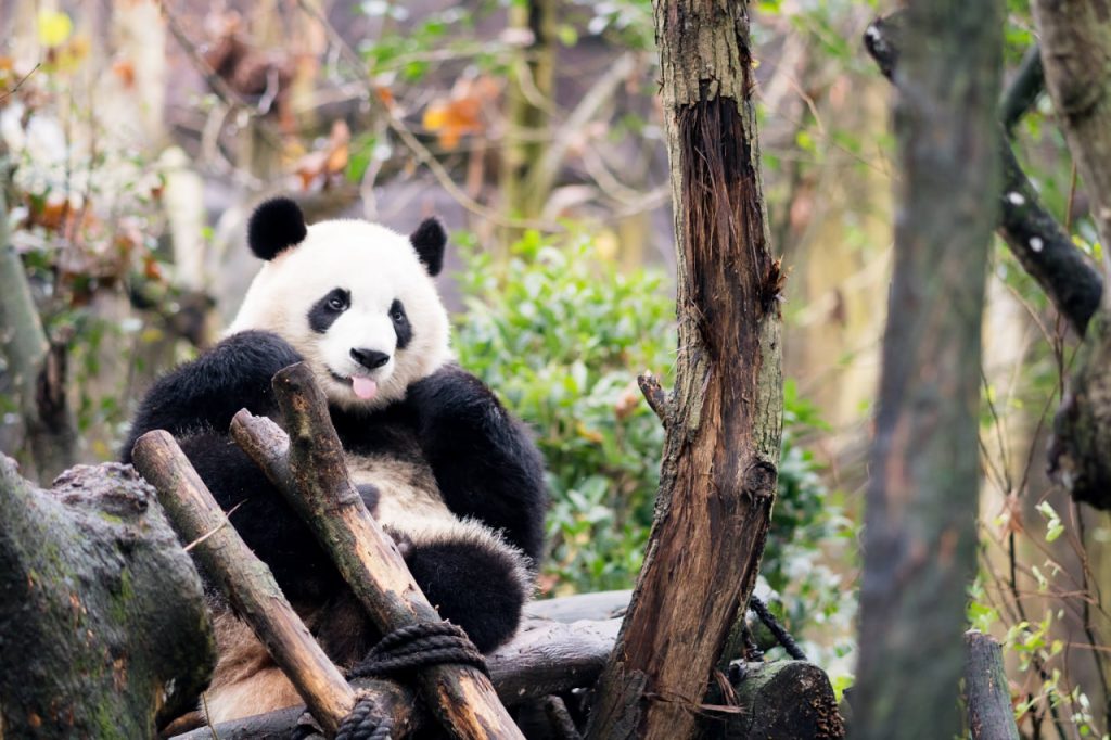Panda breeding research center
