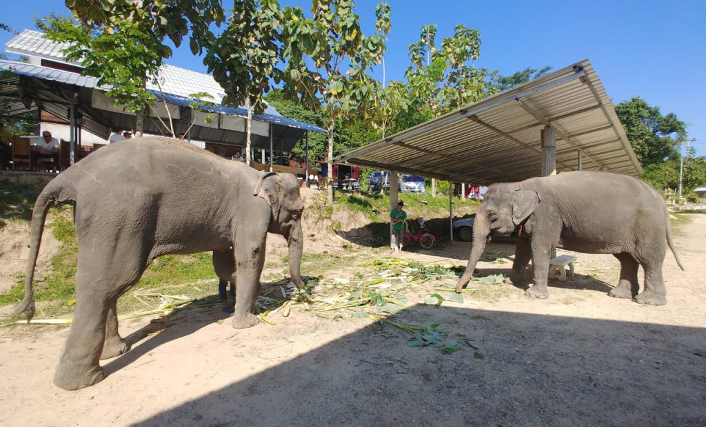 Elephant Nature Park